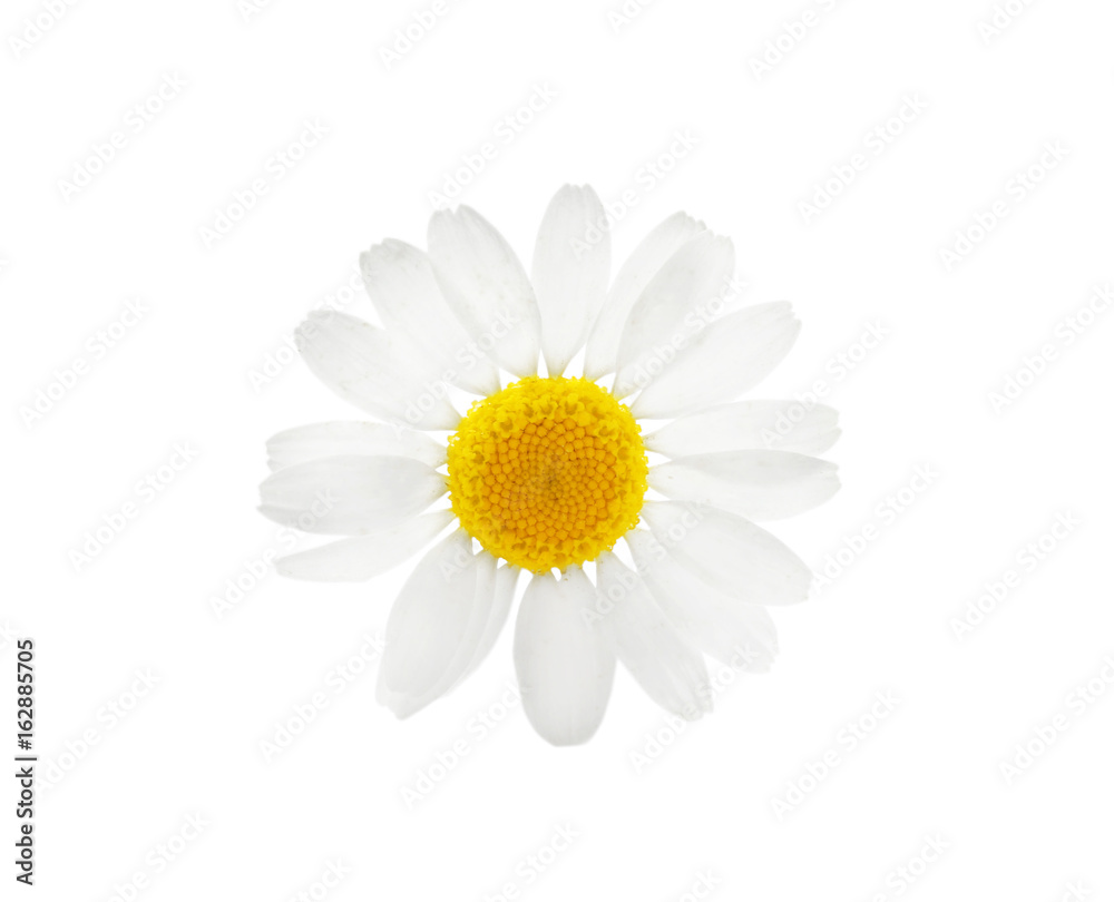 Fototapeta premium Beautiful chamomile flower on white background