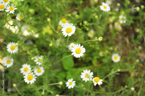 Beautiful chamomile flowers in field, closeup