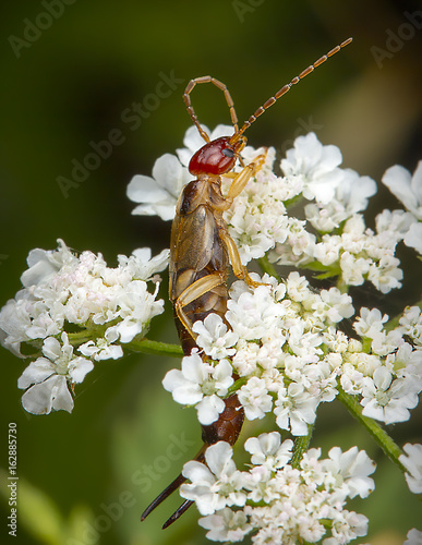 Dermaptera en flores blancas