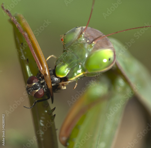 Mantis comiendo mosca photo