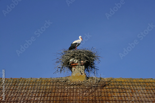 Beautiful white stork in the nest on the roof of house against blue sky