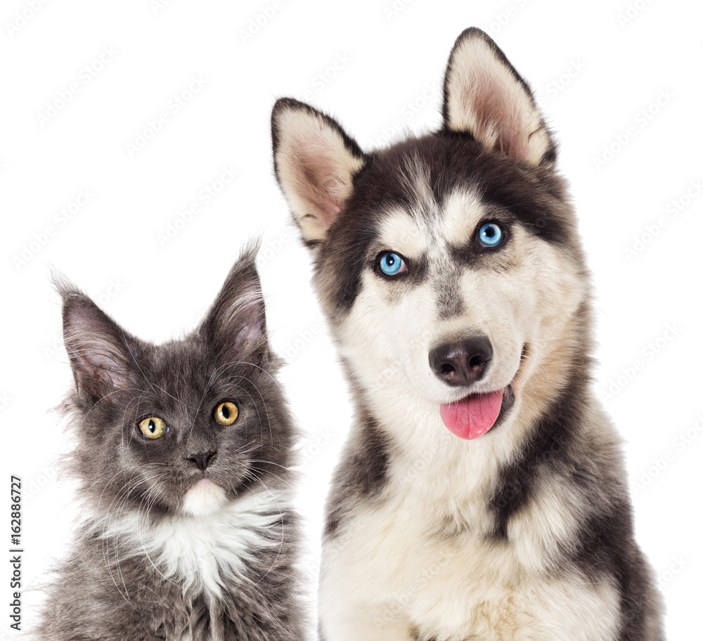 Portrait Dog and cat