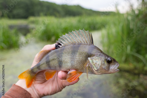 Perch striped predator