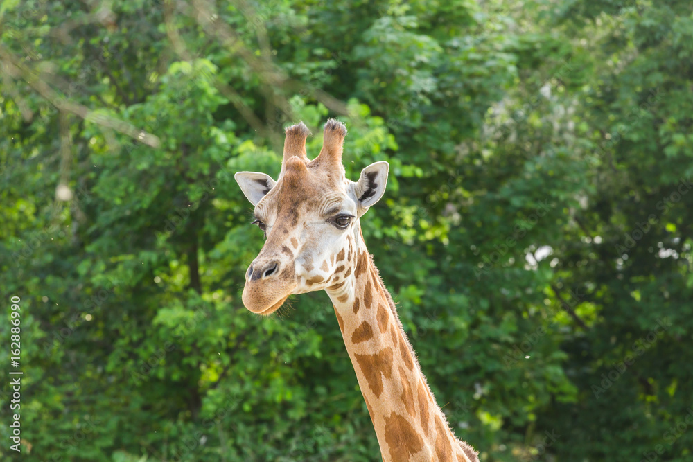 Close up portrait of giraffe Close up portrait of giraffe