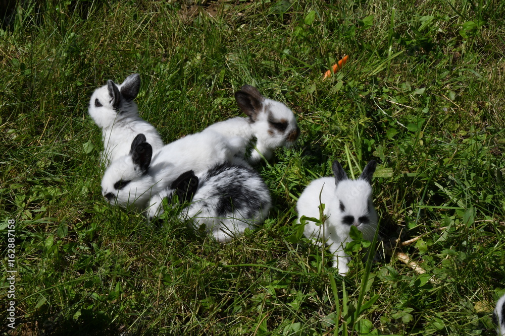 rabbits grazing the grass on the meadow rabbits grazing the grass on the meadow