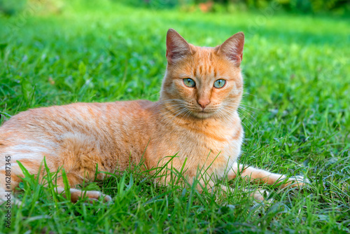 Red green-eyed cat resting on the green grass