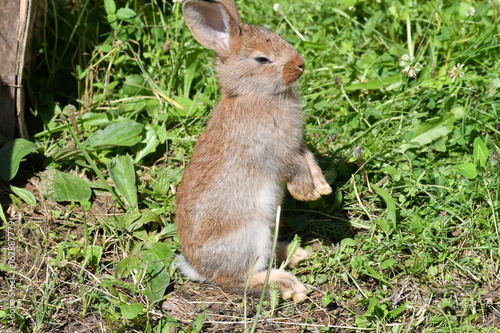 rabbits grazing the grass on the meadow