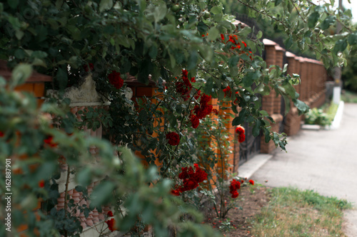 Blossoming red roses near a brick fence. photo