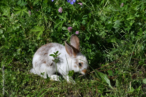 rabbits grazing the grass on the meadow photo
