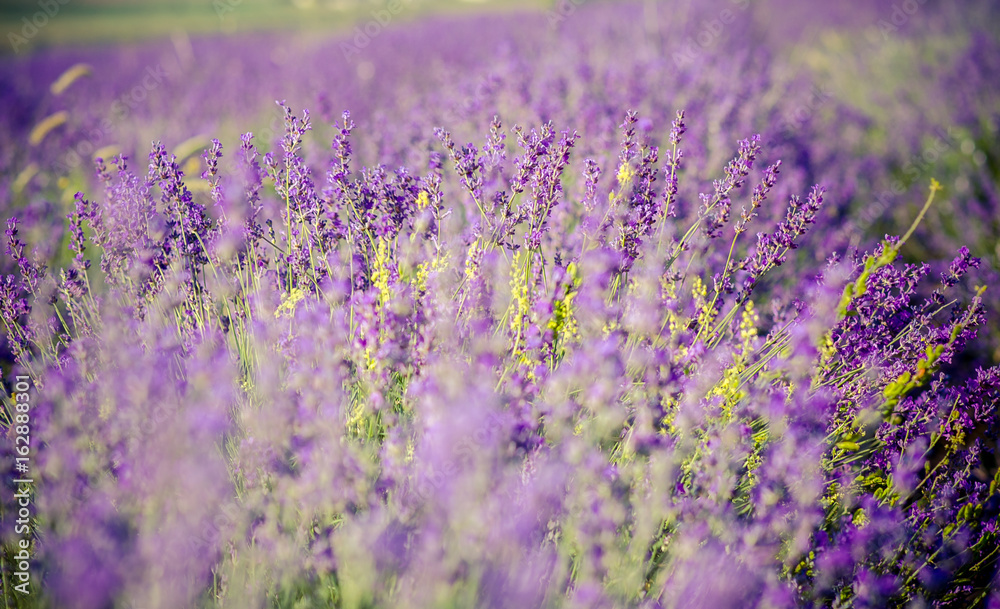 Obraz premium Lavender flowers in a fields