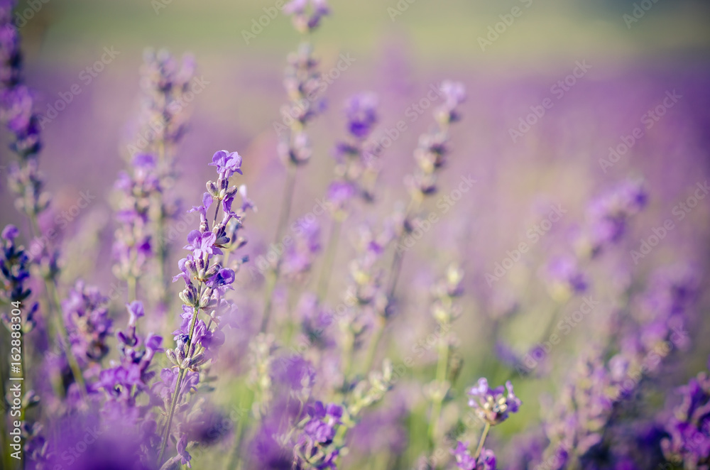 Lavender flowers in a fields
