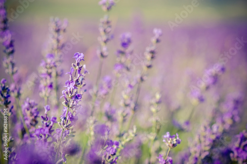 Lavender flowers in a fields