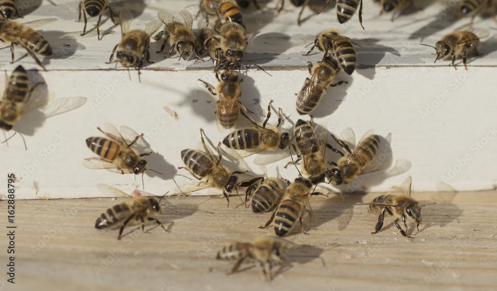 Obraz premium Bee