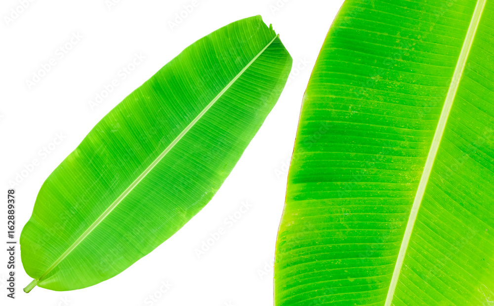 banana leaf banana leaf