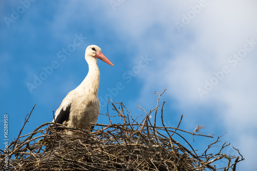 Weißstorch Ciconia ciconia im Storchennest auf einem Lichtmast