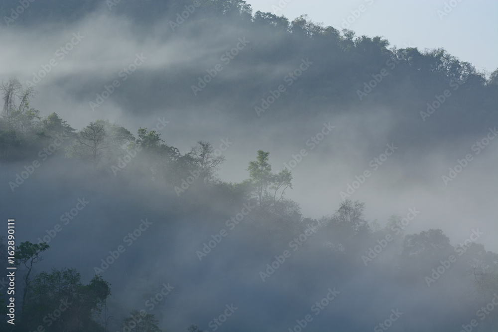 Fog covered forest.