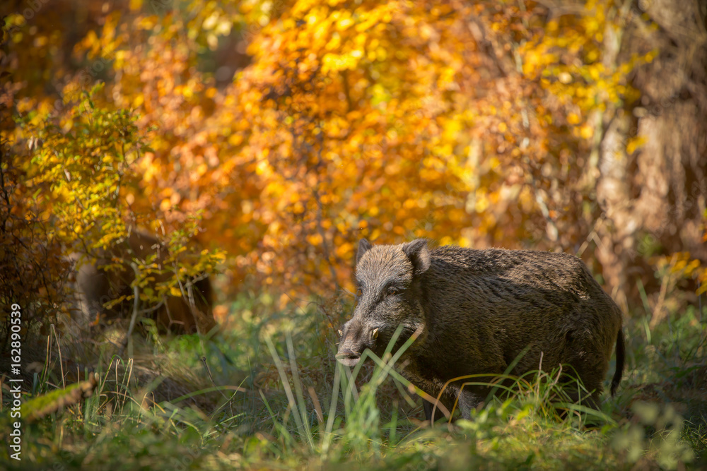 Male boar in autumn birch forest Male boar in autumn birch forest