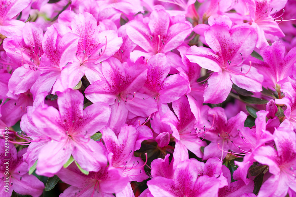 Pink flowers of a rhododendron close up Pink flowers of a rhododendron close up