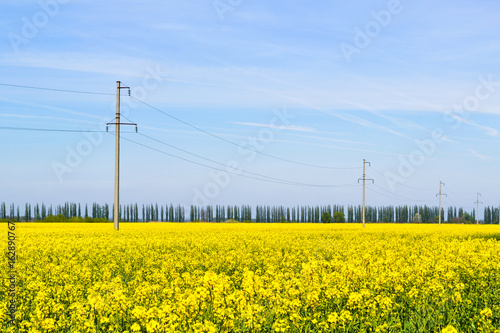 High voltage power lines in flowering rape field