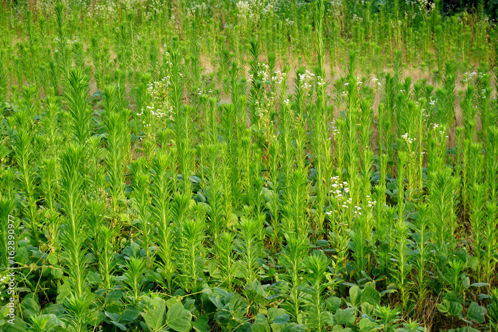 Obraz premium grass