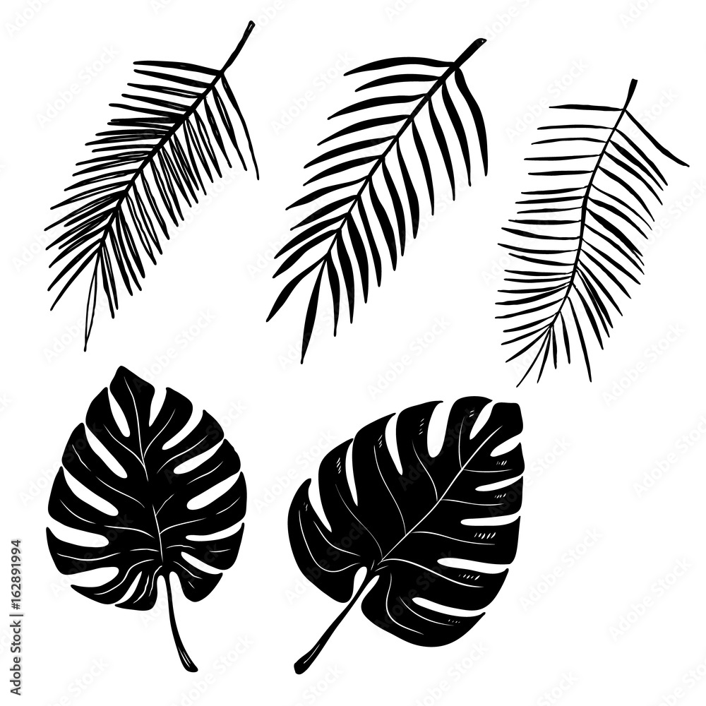 Set of hand drawn palm leaves isolated on white background. Vector illustration Set of hand drawn palm leaves isolated on white background. Vector illustration