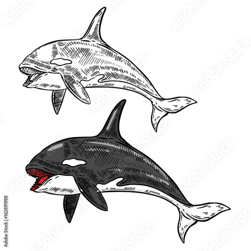 orca whale illustration isolated on white background. Vector illustration