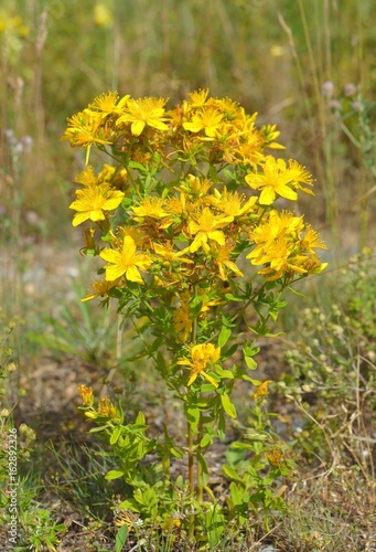 Yellow beautiful flowers of medical St.-John s wort