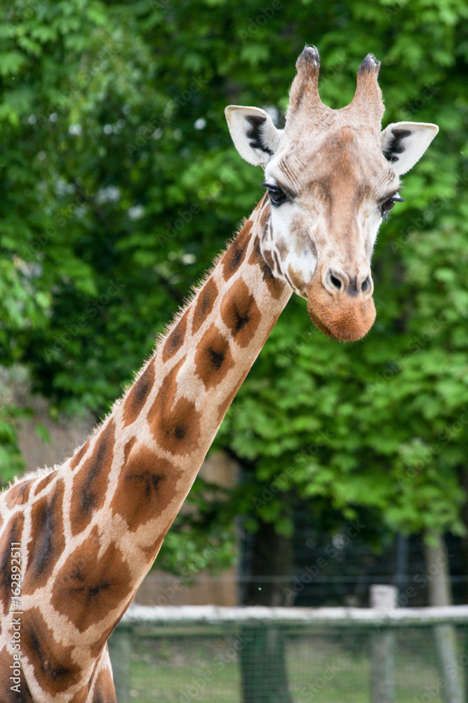 Nice giraffe portrait at the zoo (close up) Nice giraffe portrait at the zoo (close up)