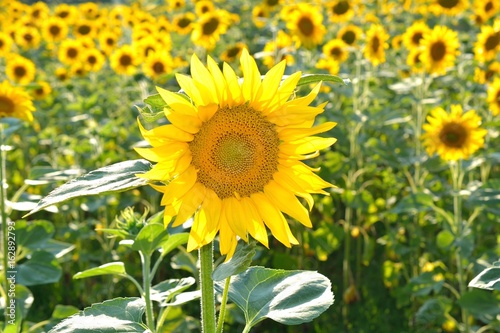  field of blooming sunflowers