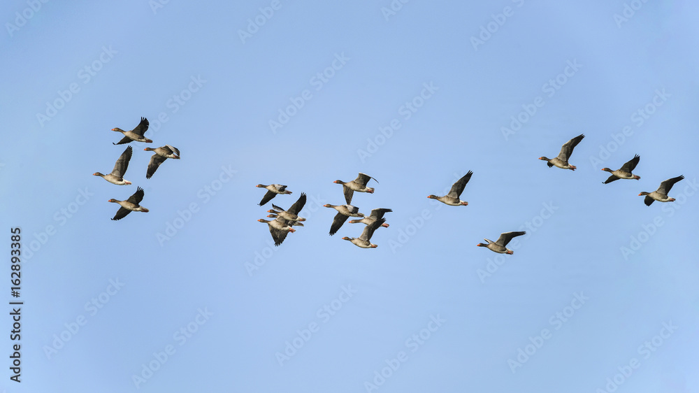 Large flock of greylag goose in clear Winter sky