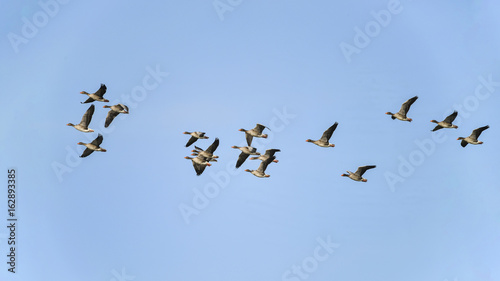 Large flock of greylag goose in clear Winter sky © veneratio