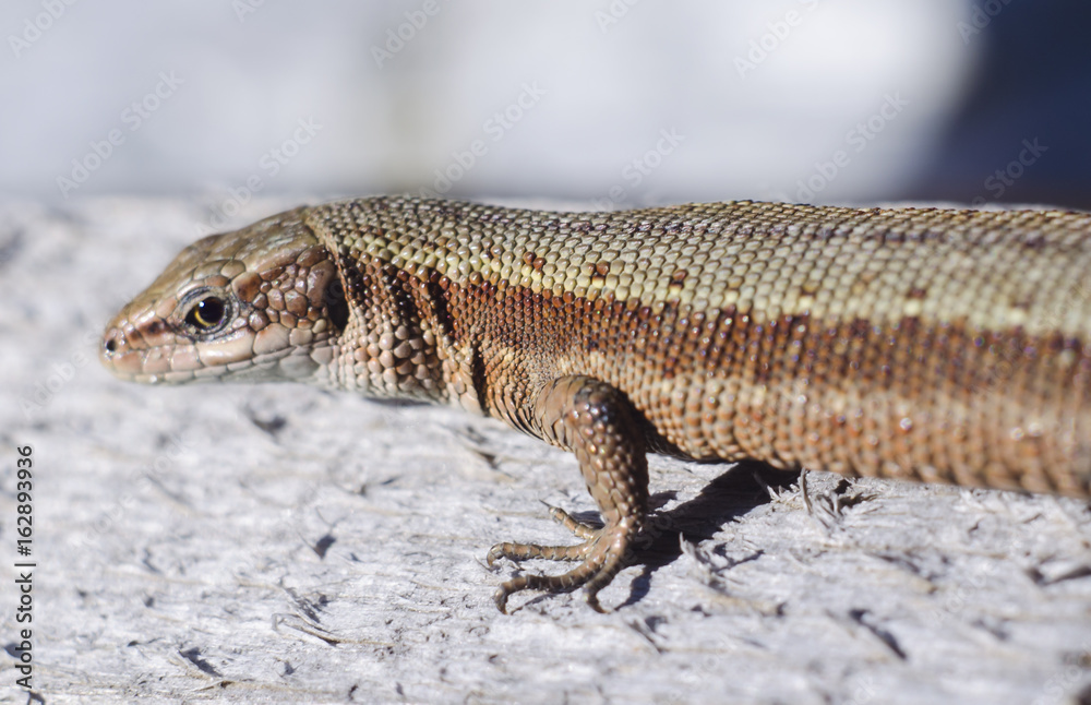 The viviparous lizard or common lizard. Macro viev. Zootoca vivipara. Lizard on a wooden board. Reptile animal