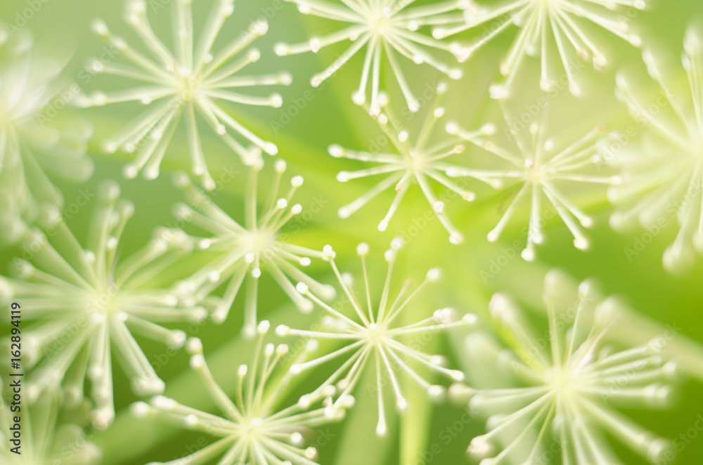Macro of dill flowers. Close up flower of green fennel. Natural background. Green background Macro of dill flowers. Close up flower of green fennel. Natural background. Green background
