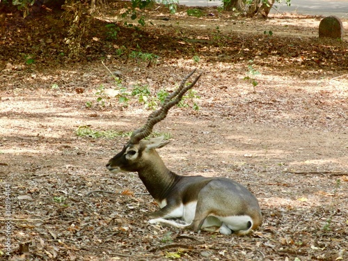 Blackbuck (antilope cervicapra), Indian Antelope with long ringed horns and white and brown fur in Guindy National Park at the Indian Institute of Technology Madras campus (Chennai, Tamil Nadu, India)
