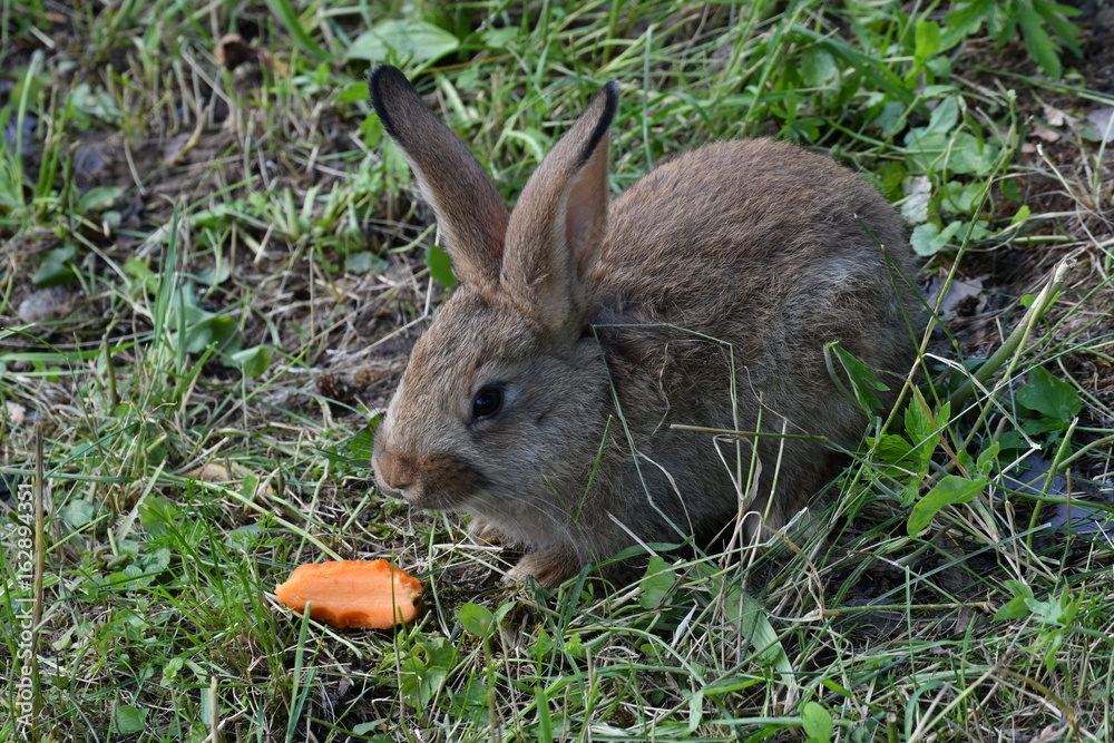 Fototapeta premium rabbits grazing the grass on the meadow