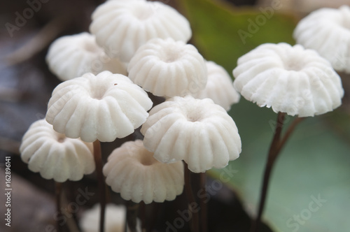 Marasmius wettsteinii musrooms