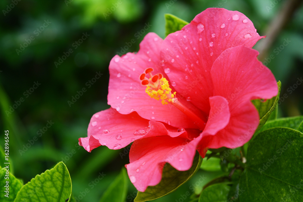 Hibiscus flower in close up with the leaf background. Hibiscus flower in close up with the leaf background.