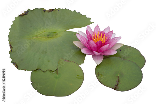 Lotus isolated on white background