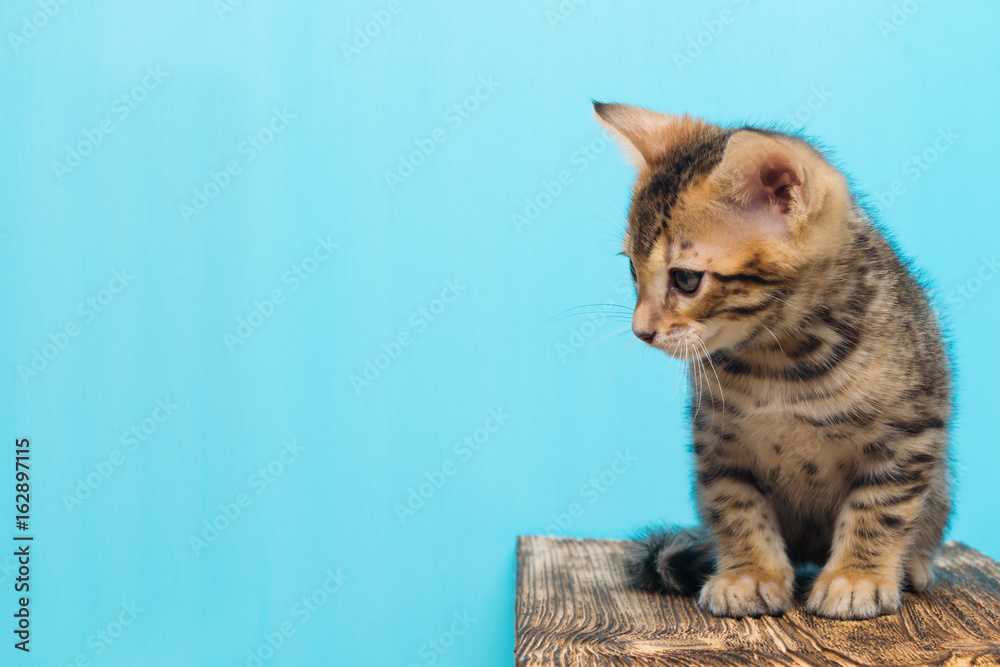 Kitty bengal on a blue background looks at the blank space Kitty bengal on a blue background looks at the blank space