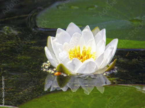 Water lilies. Summer flowers.