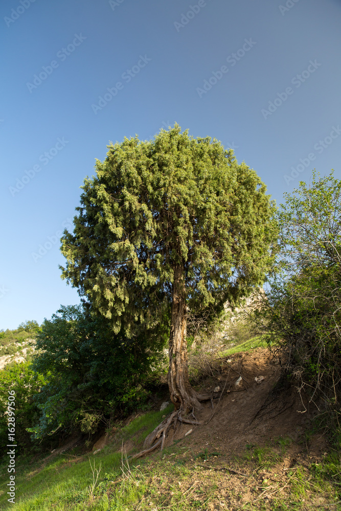 Fototapeta premium Juniper, North Khorasan, Iran