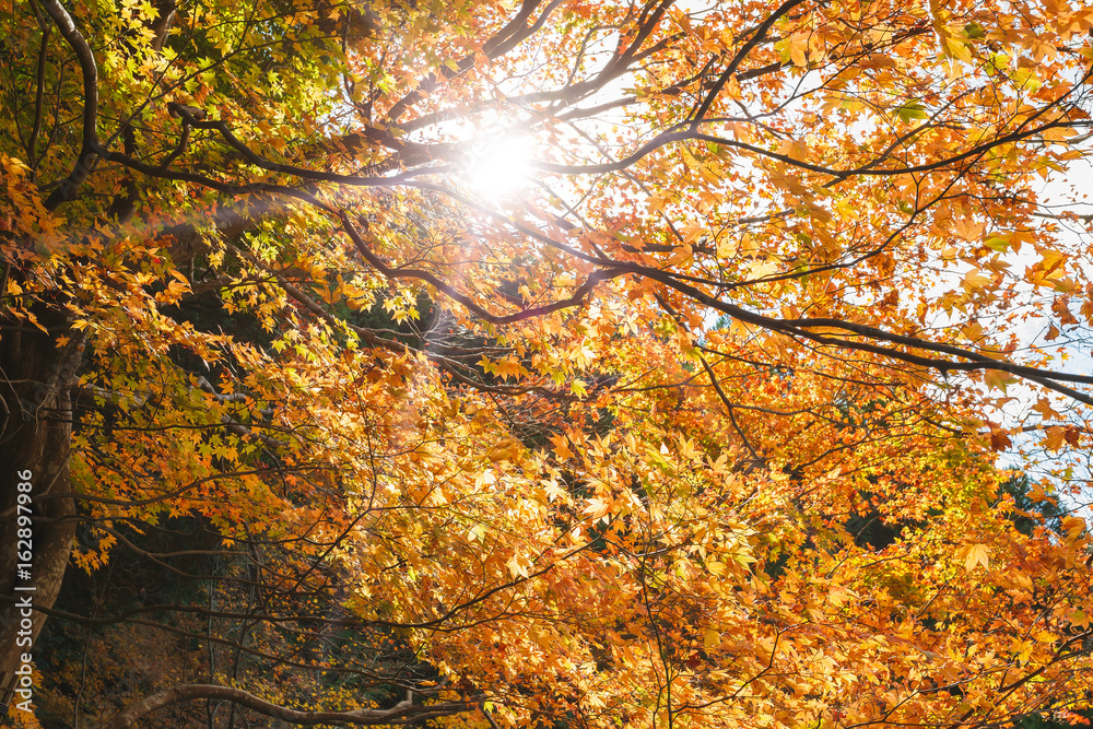 Yellow autumn leaves background and sun shines through the leaves, concept travel in kyoto, japan. Yellow autumn leaves background and sun shines through the leaves, concept travel in kyoto, japan.