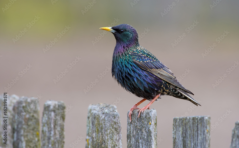 Obraz premium Male Common starling posing perched on old looking wooden garden fence 
