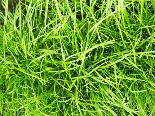 Green grass. Garden lawn grass top view. Juicy and bright spring background
