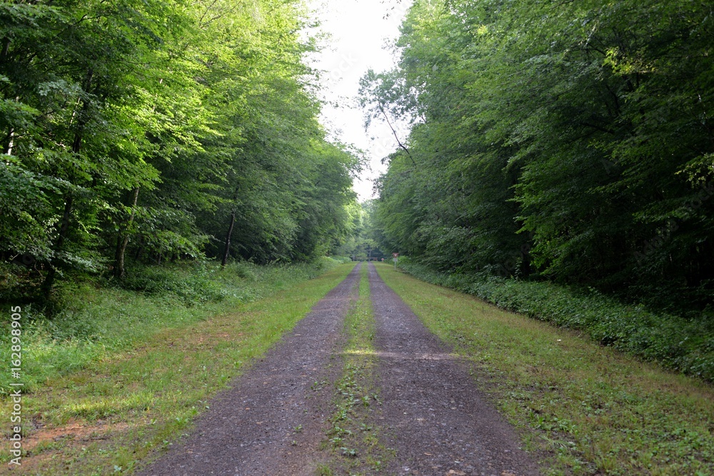 chemin forestier
chemin forestier