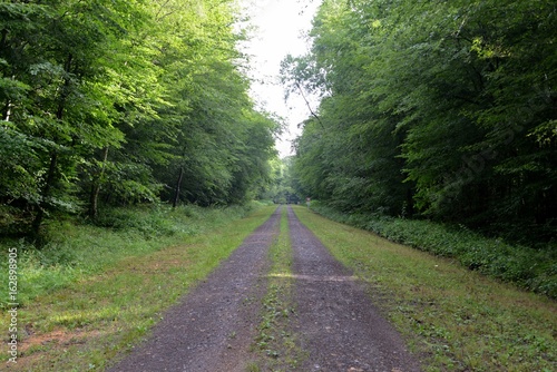 chemin forestier  