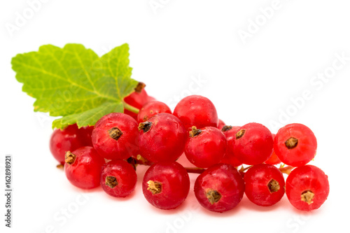 Branch of red currant on white