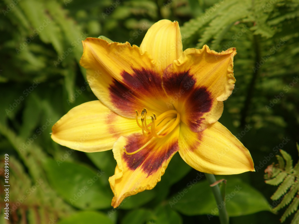 Lilies. Summer flowers. Lilies. Summer flowers.