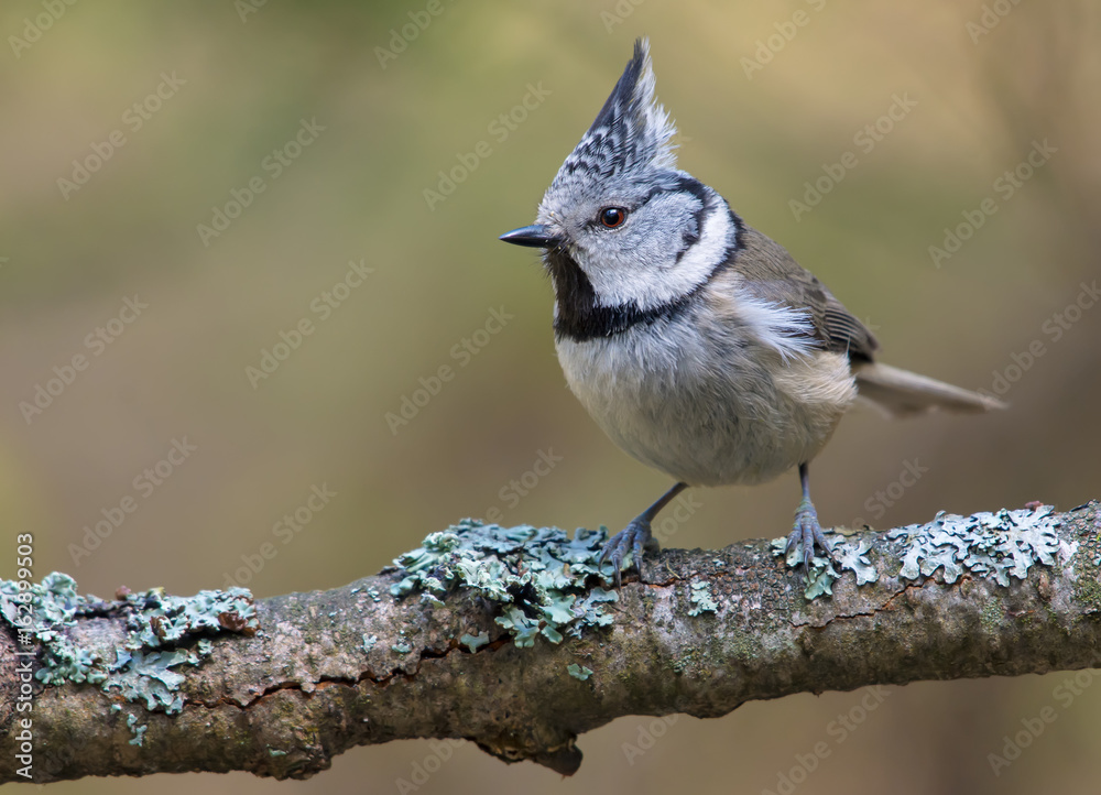 Obraz premium European Crested Tit face posing on an old lichen covered branch in the forest