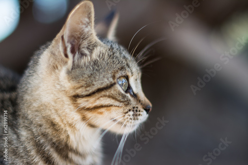 Close up view of a black cat's face